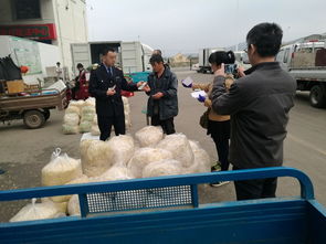 威海市人民政府 部門快訊 市食品藥品監(jiān)管局二次突擊檢查威海市農(nóng)副產(chǎn)品批發(fā)市場豆芽