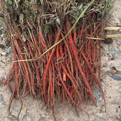 丹參種苗與藥品批發(fā)市場的雙軌發(fā)展 機遇、挑戰(zhàn)與規(guī)范路徑